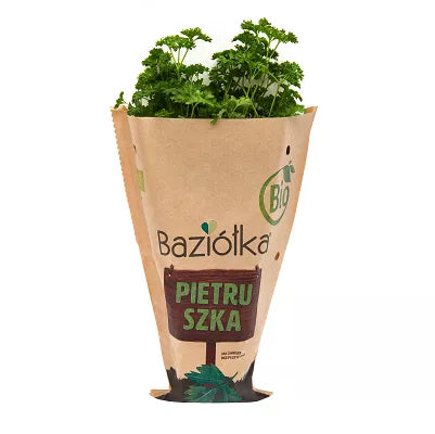 *BAZIÓŁKA Natka Pietruszki do posadzenia w doniczce - BIO