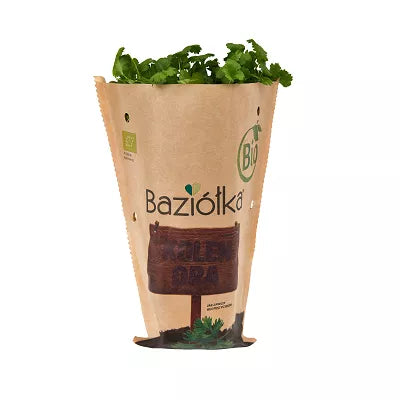 *BAZIÓŁKA Natka Pietruszki do posadzenia w doniczce - BIO